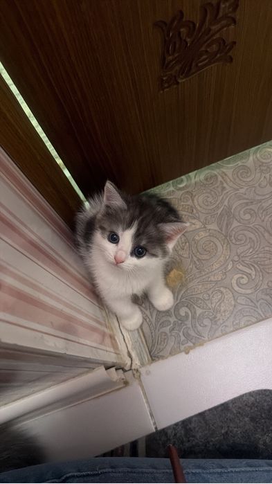 Продам котят В добрые руки