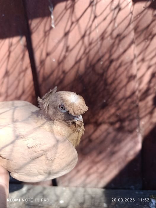 Голубь жёлтый самец