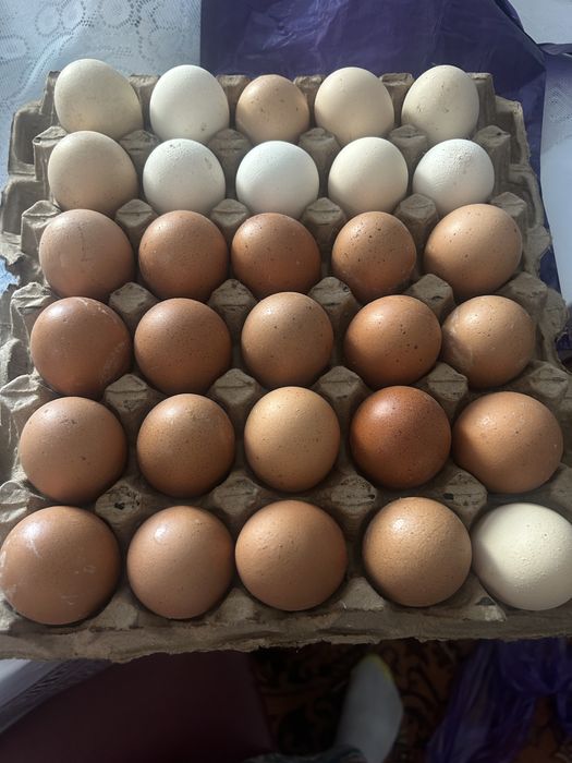 Әйелдің клиторын қалай дұрыс жалау керек