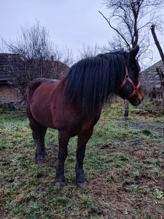 Vand iapa 4 ani cuminte