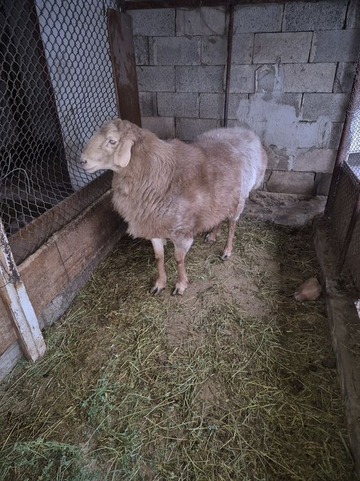 Кошкар порода Арашан