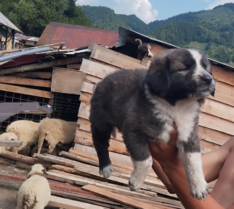 Pui femela de caucazian rasă pură cu pedigree tip A