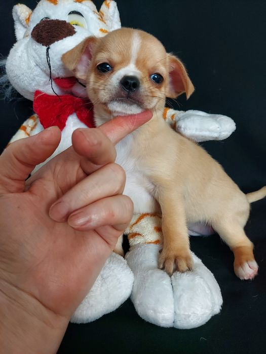 Продаю щенков чихуахуа