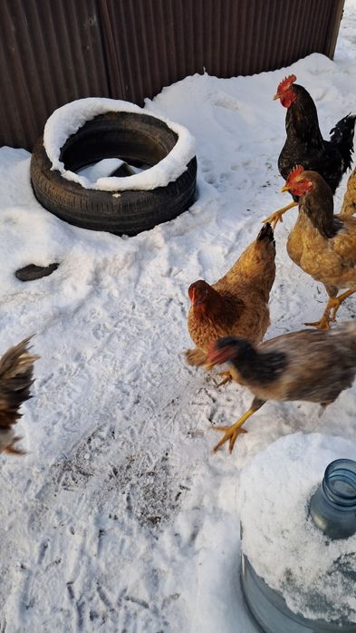 Продам курей и петухов
