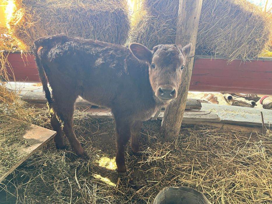 ona bola sigir sotiladi