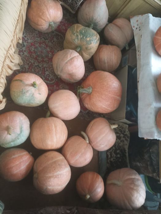 Продаётся дачная  тыква