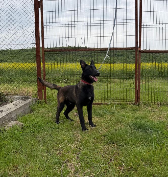 Mascul Ciobanesc Belgian Malinois
