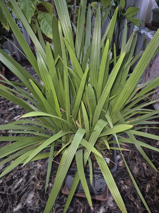 rasaduri / pui palmieri