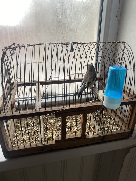 Сатылады 6 мың шымкент