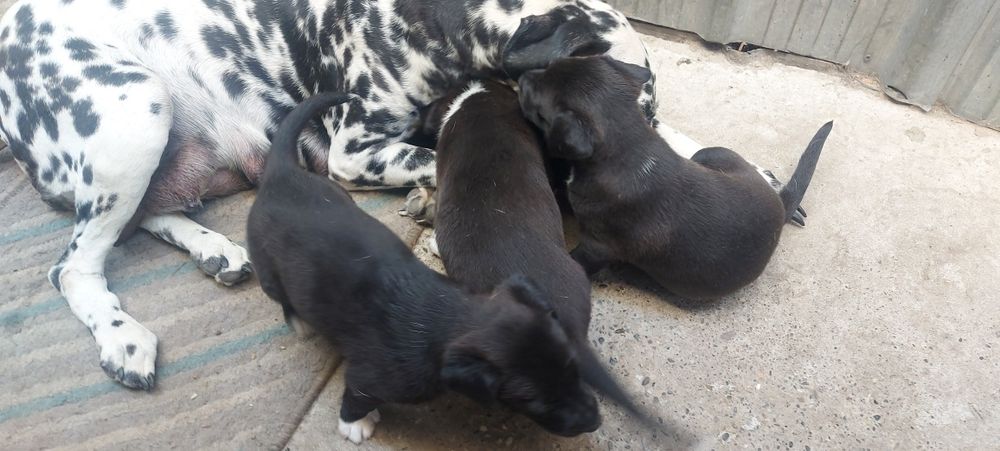 Продаются щенки !