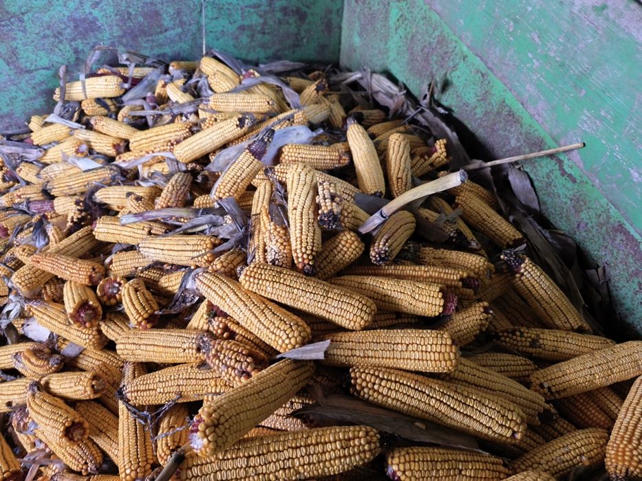 Porumb știulete 2025 producție proprie