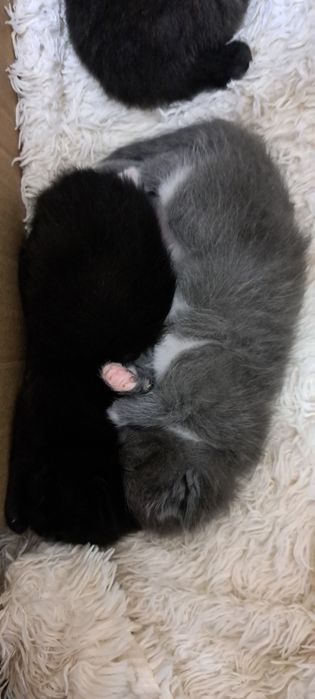 Отдам котят 1 мес