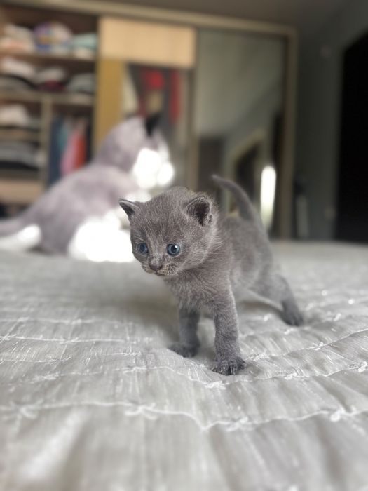 Котята британцы.