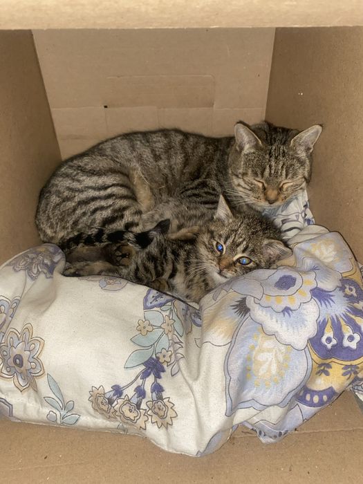 Срочно !Помогите пристроить котят и кошку ( маму)