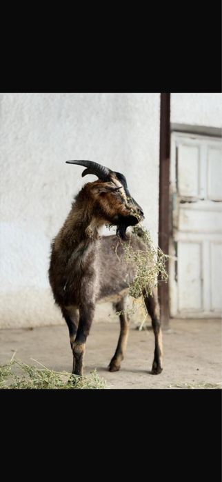 алпиский теке сатылады 80000