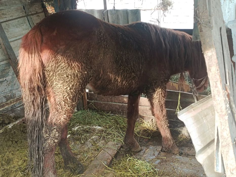 Лошад Конина на согым ет жылкы