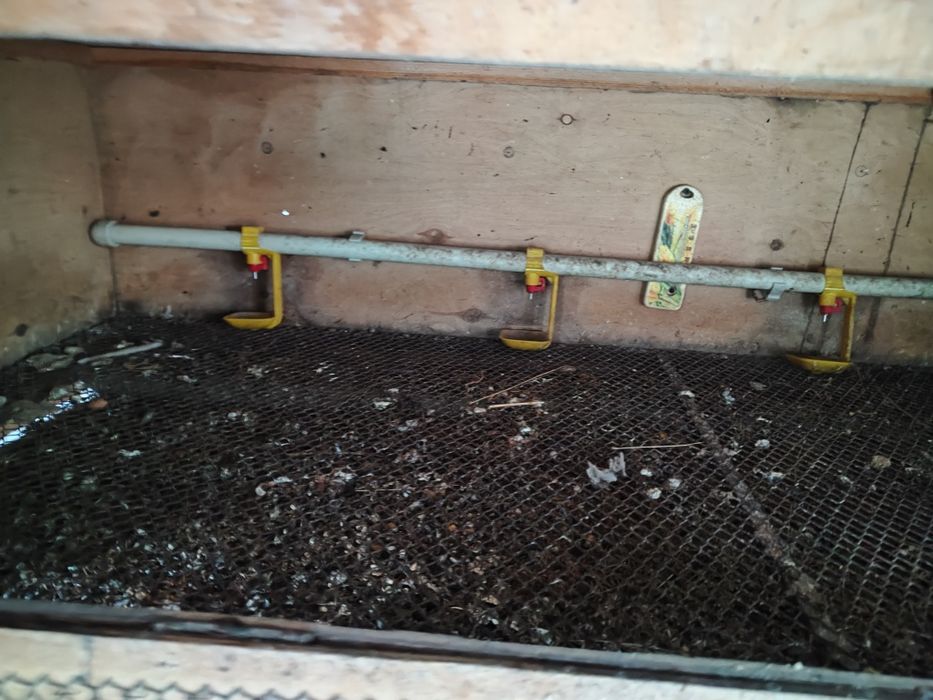 Брудер бойцовый куры петушки