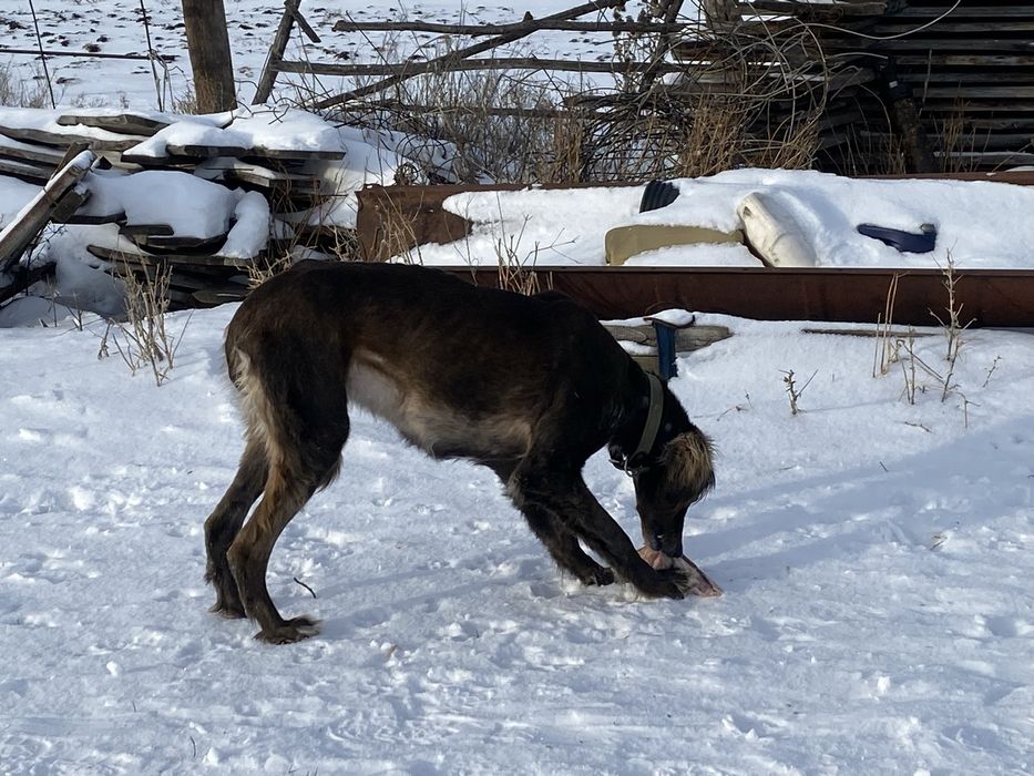 Таза қанды Тазы сатылады