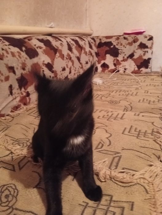 Отдам кошечку в добрые руки