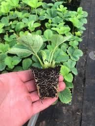 Рассада клубники “Диаманта”