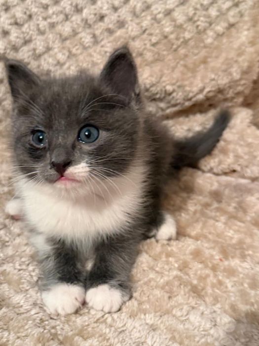 Котята девочки бесплатно