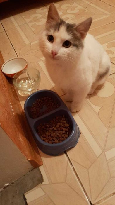 Отдам в добрые руки котиков