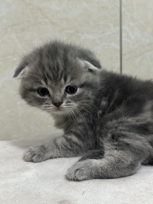 Продаются породистые вислоухие котята