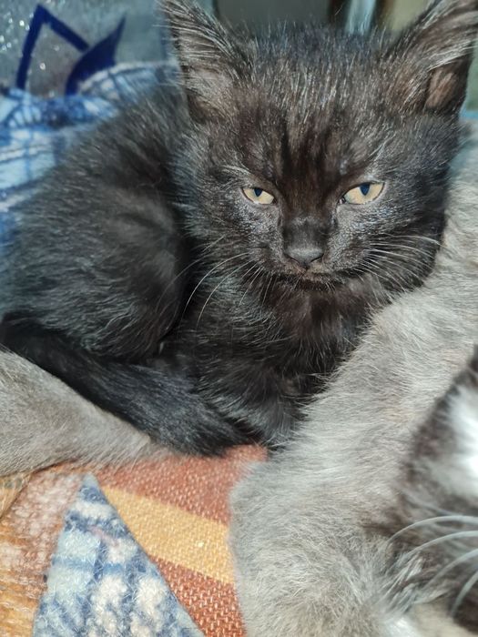 Черныши котики мальчики