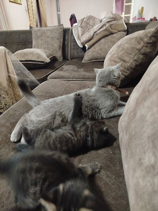 Яхши акилли мушукчалар