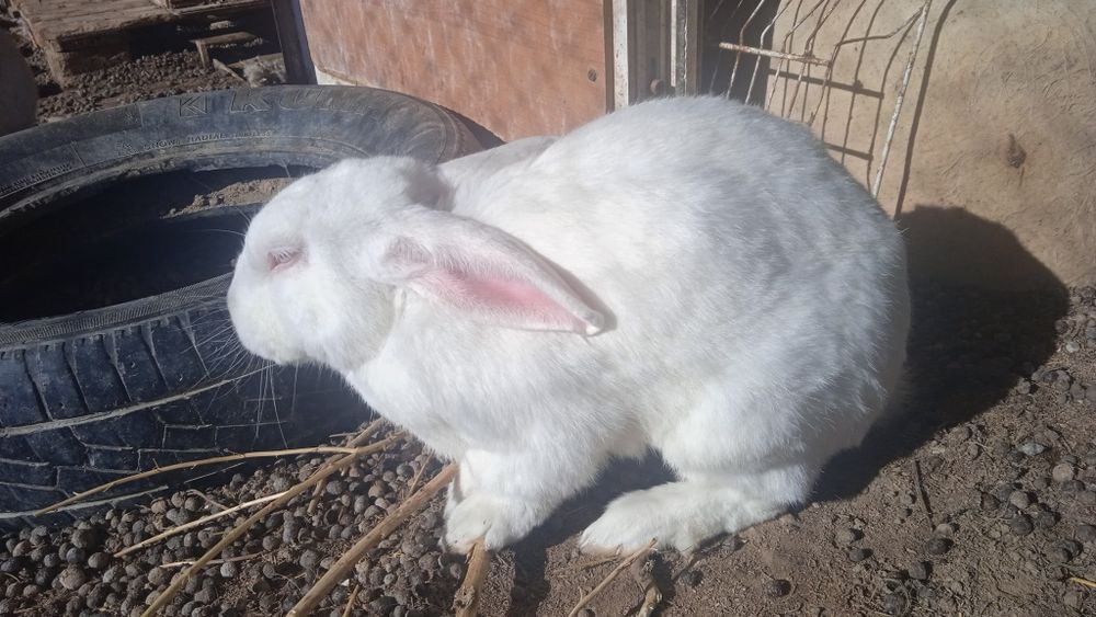 Кролики             .