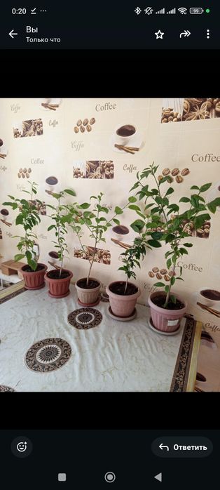 Сансевьерии, гибискусы