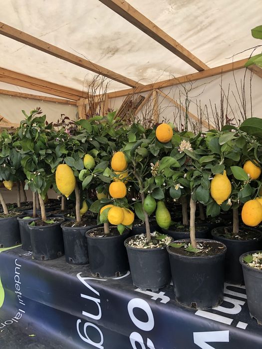 kiwi - Kaki  - Rodie   -Moșmon  - kurmal japonez  - Smochin - Lămâi