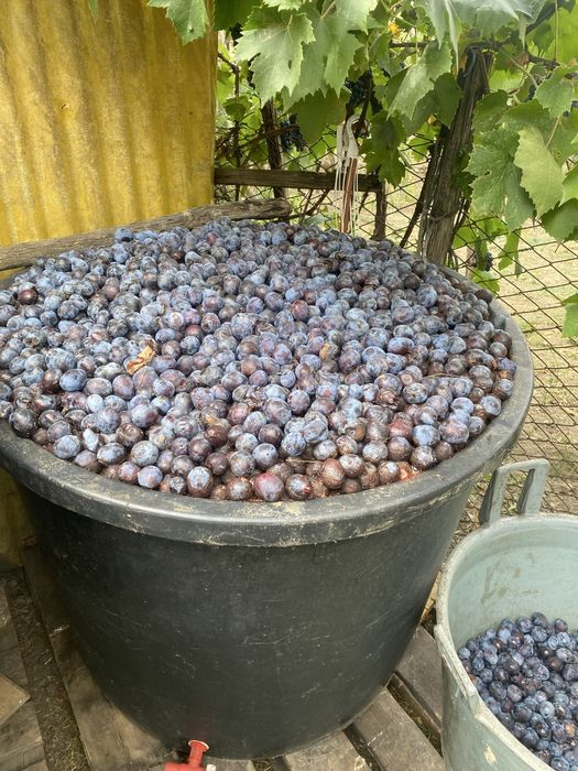 Vand prune 1300 kg