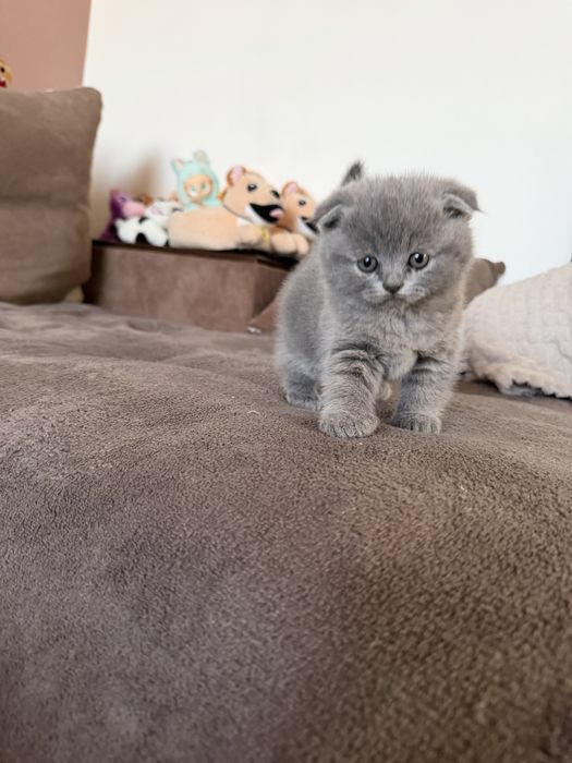 Британски котета
