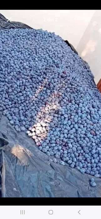 Prune coapte pentru țuică – calitate garantată