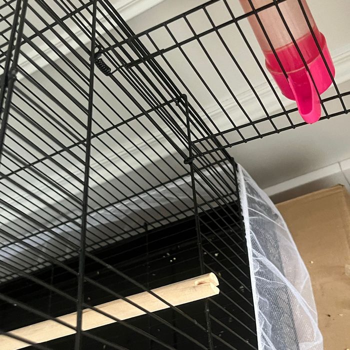 Неразлучник попугай