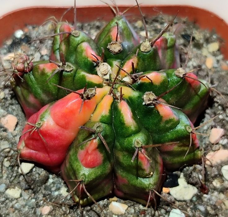 Вариегатные Кактусы