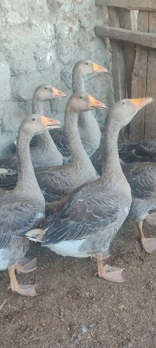 Гозлар сотилади катта ва йирик