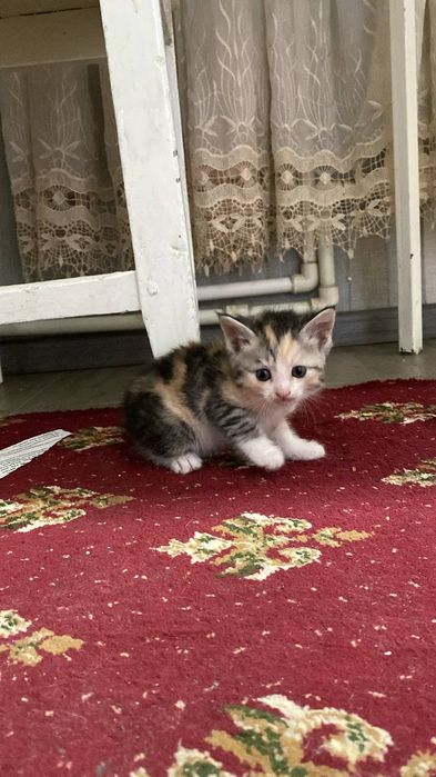 Продам котят в хорошие руки