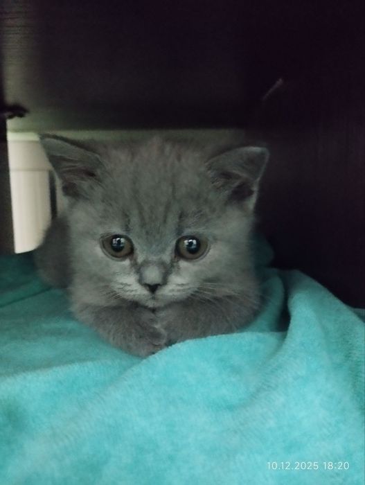 Британская кошка