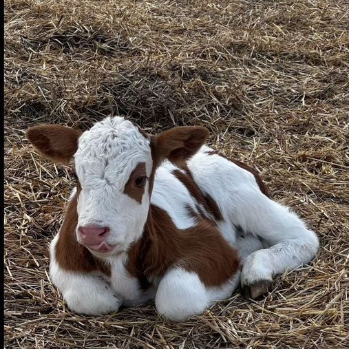 Симментал Бұзау Телята
