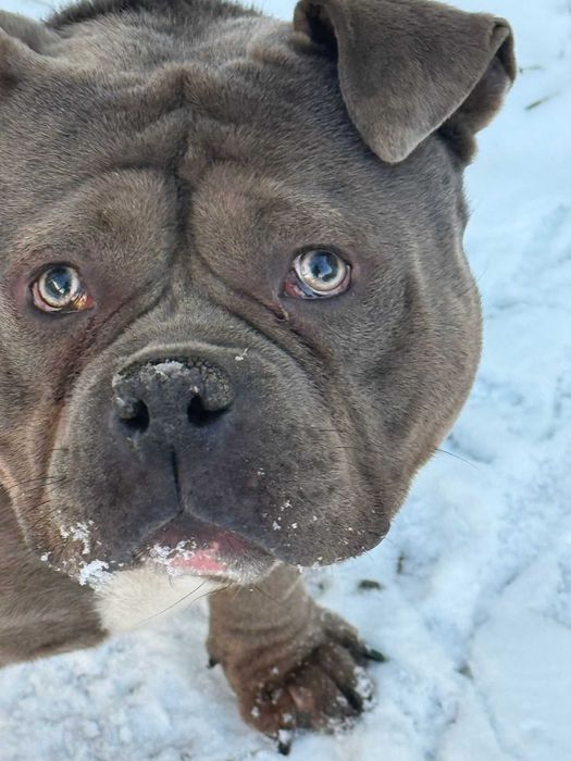 American Bully Merle
