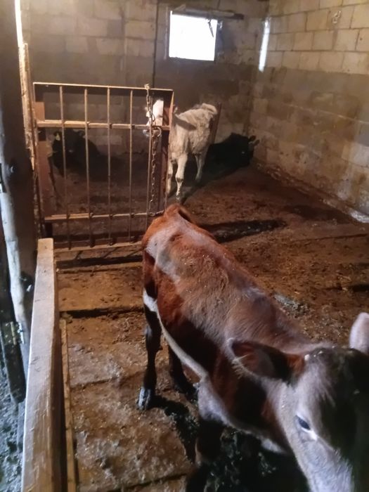Продам 3-4 месячных телят.