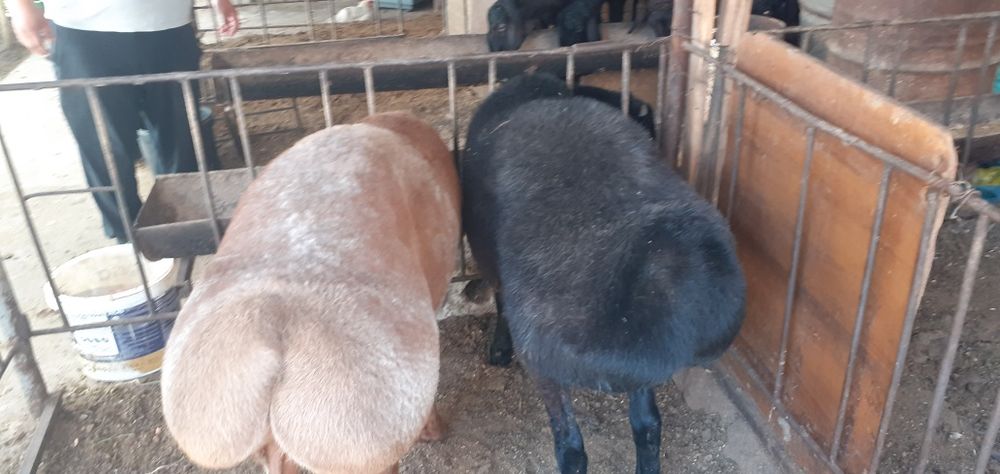 'Qochqor кочкор коу сотилади