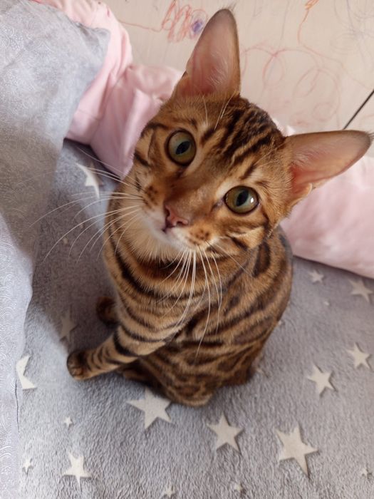 Продам Бенгальского кота !