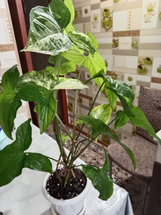 Сингониум  Империал Вайт и Флескет