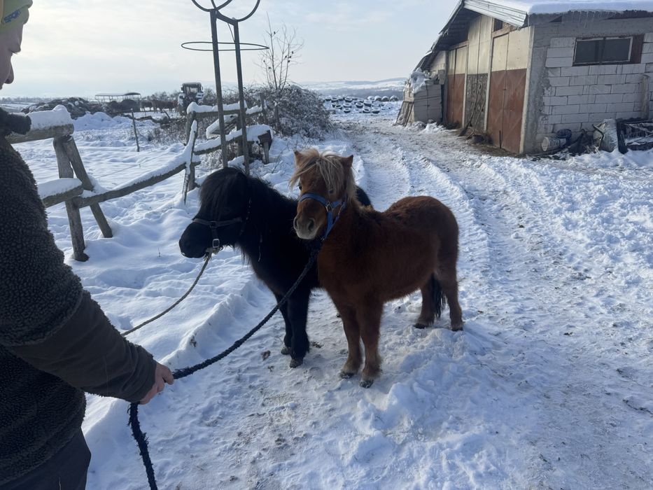 Vand  pereche de mini ponei