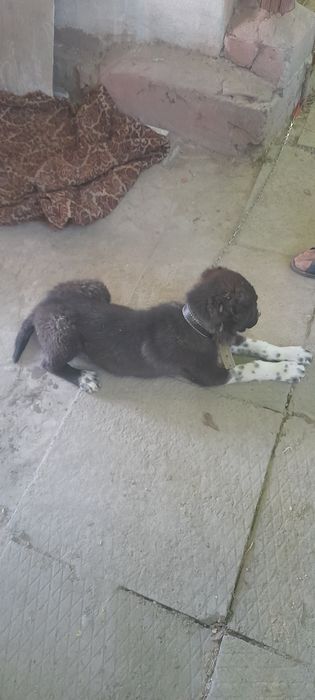 Toza alabay zodli it