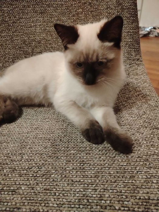 Отдам котенка в добрые руки