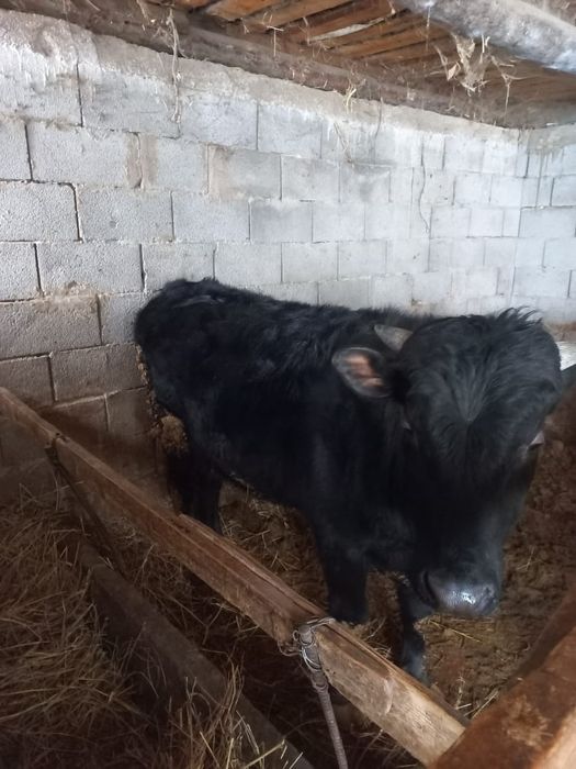 Тай өгіз сатылады